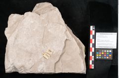Foto (Objekt + Etikett) von Dictyopteris brongniarti Gutb. (NHMW-GEO-2024-0188-10953)